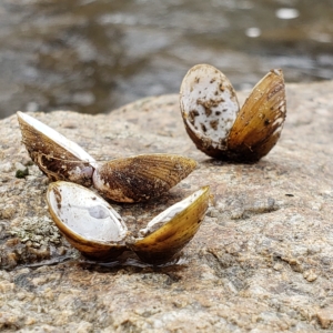 shells at Musky River