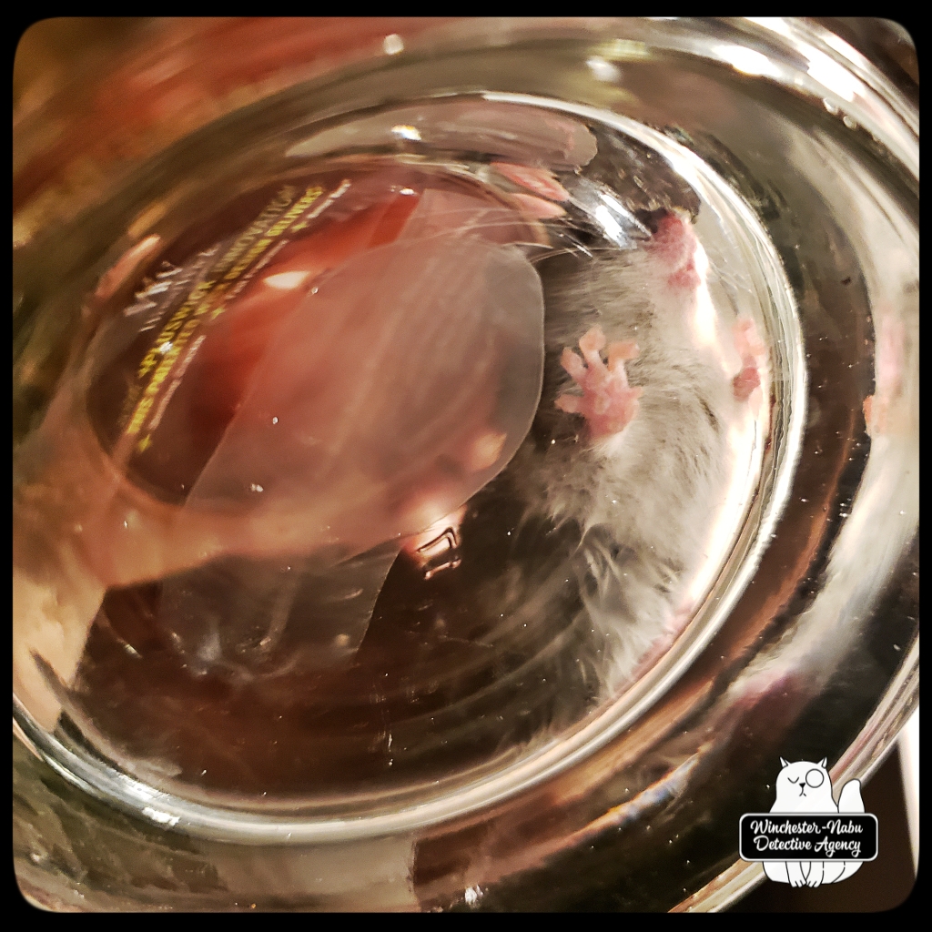 20210421_031159_wm