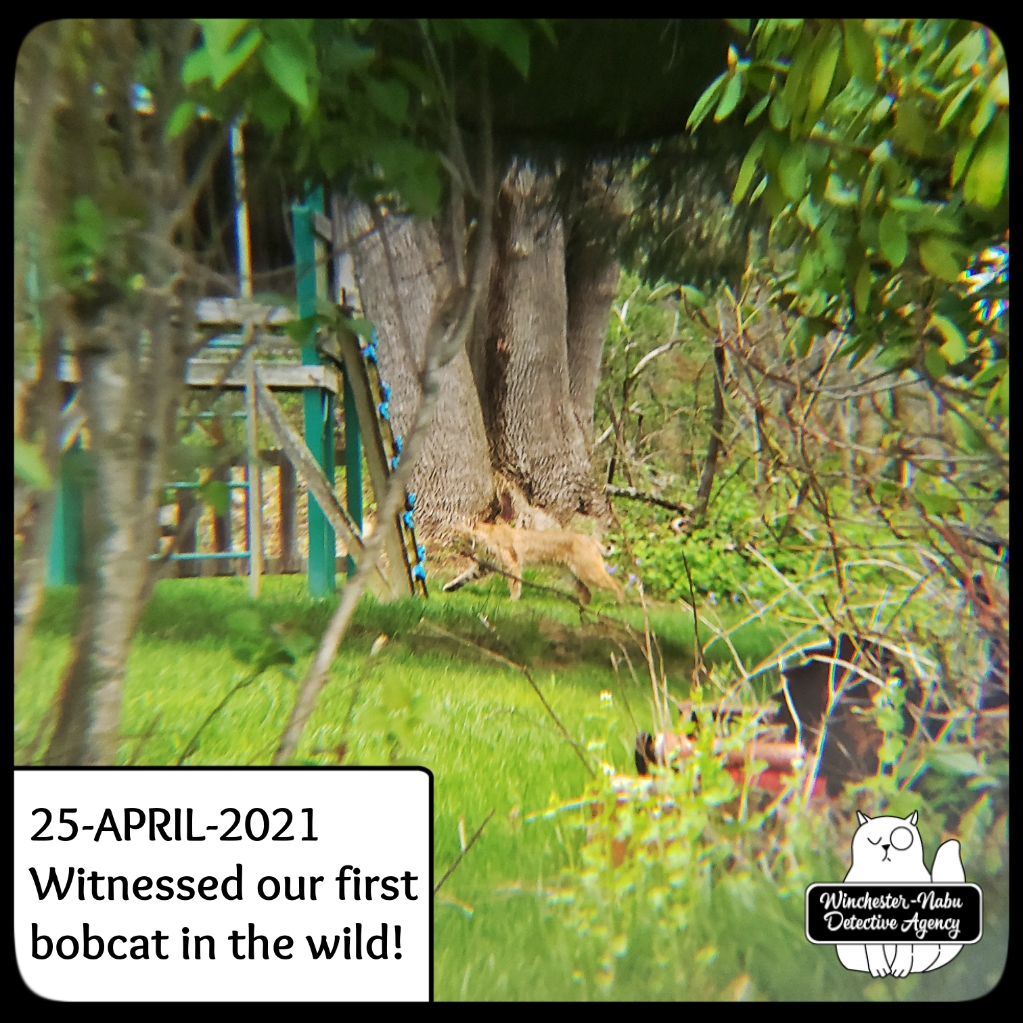 20210425_bobcat1
