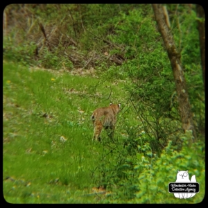 bobcat in yard