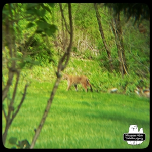 blurry bobcat in yard