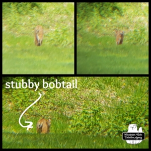 collage of bobcat in yard