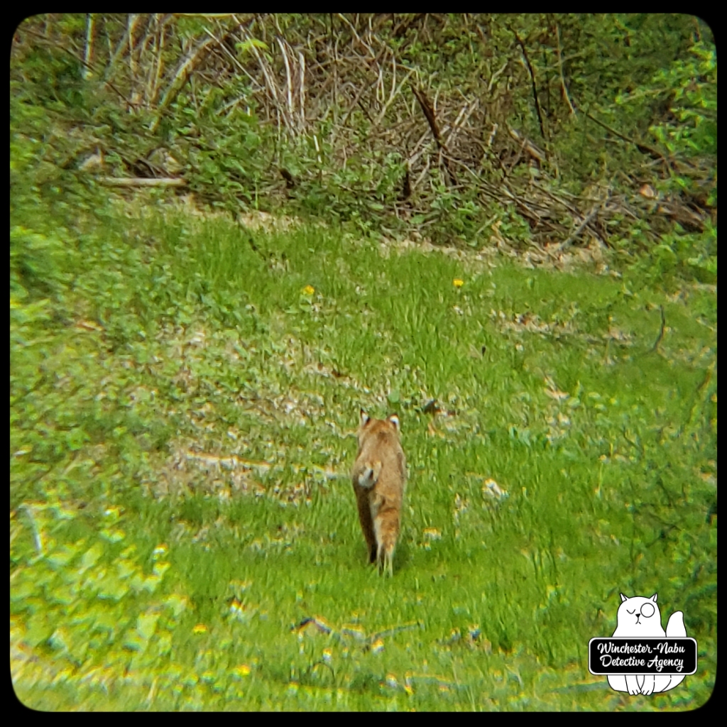 20210425_bobcat6