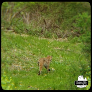 bobcat in yard