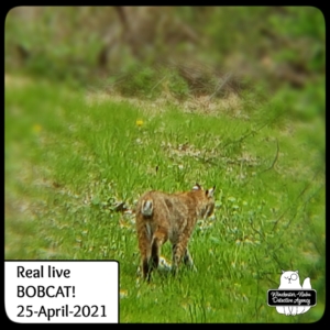 bobcat in yard