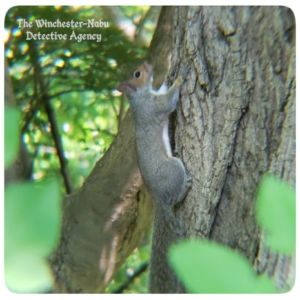 squirrel Baroness Elspet-Gray