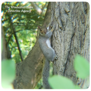 squirrel Baroness Elspet-Gray