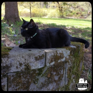 Gus lying on garden wall