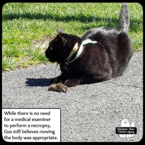 Gus with vole