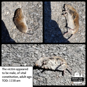 vole collage