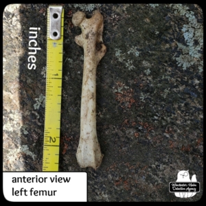 squirrel femur