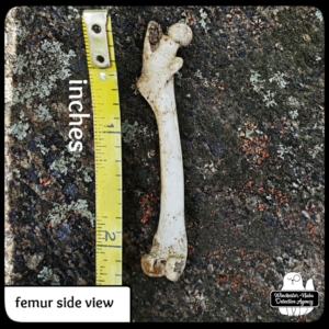 squirrel femur