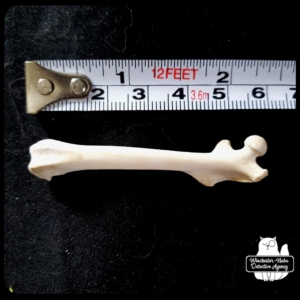 cleaned squirrel femur
