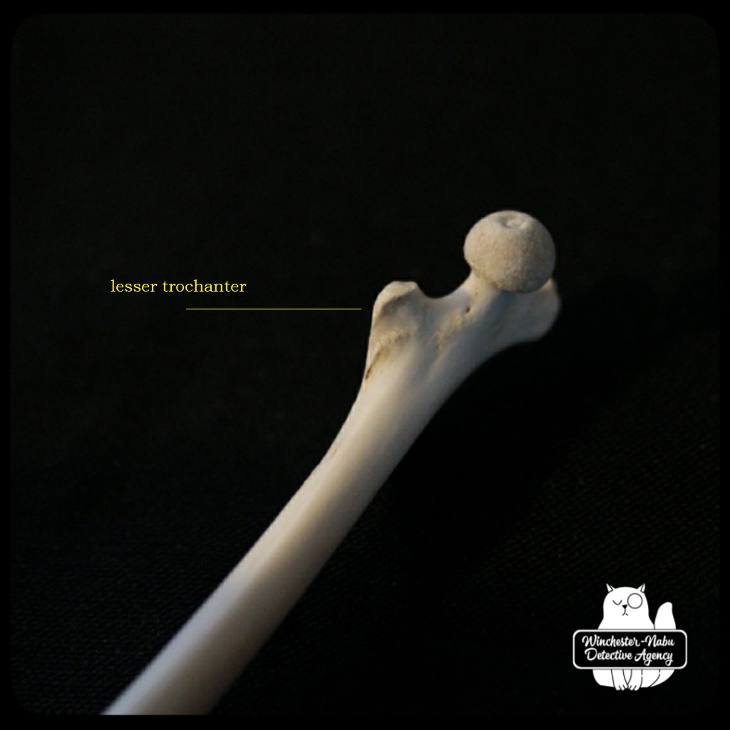 femur closeup lesser trochanter