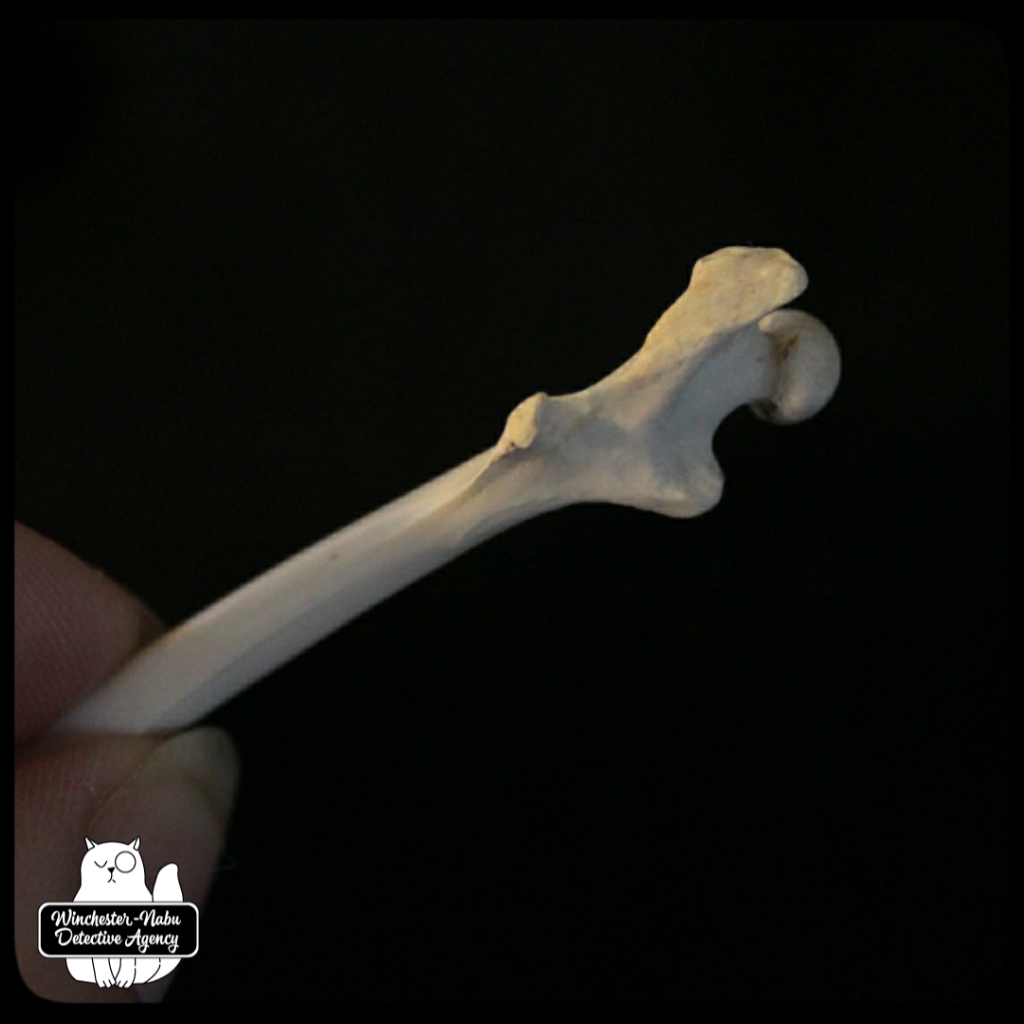 femur closeup1