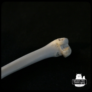 femur closeup