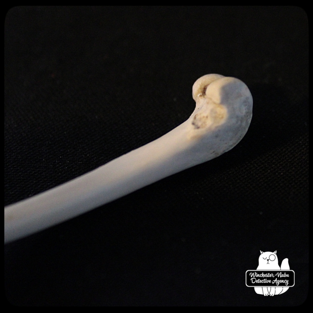 femur closeup3