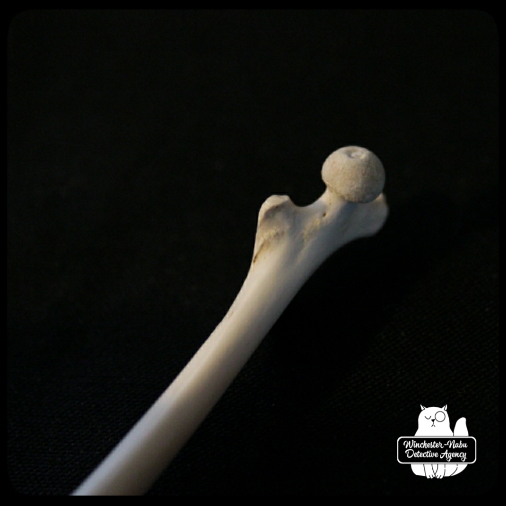 femur closeup4