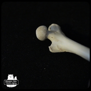 femur closeup
