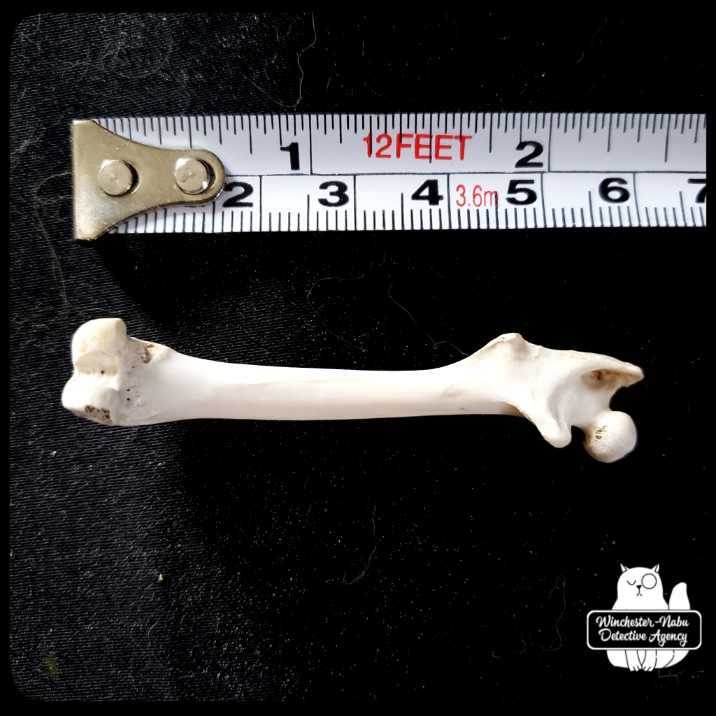 femur posterior