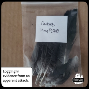 catbird feather evidence