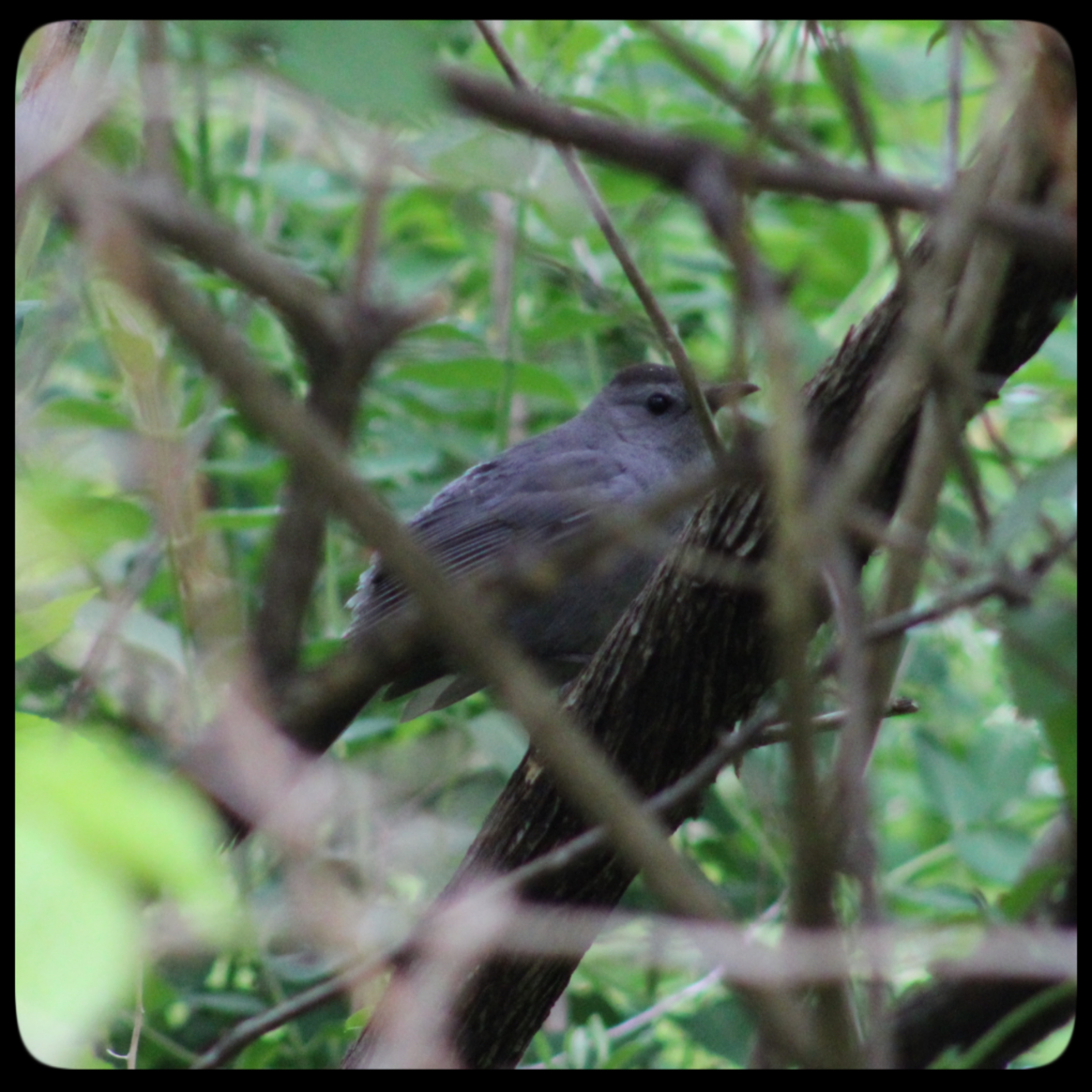 catbird