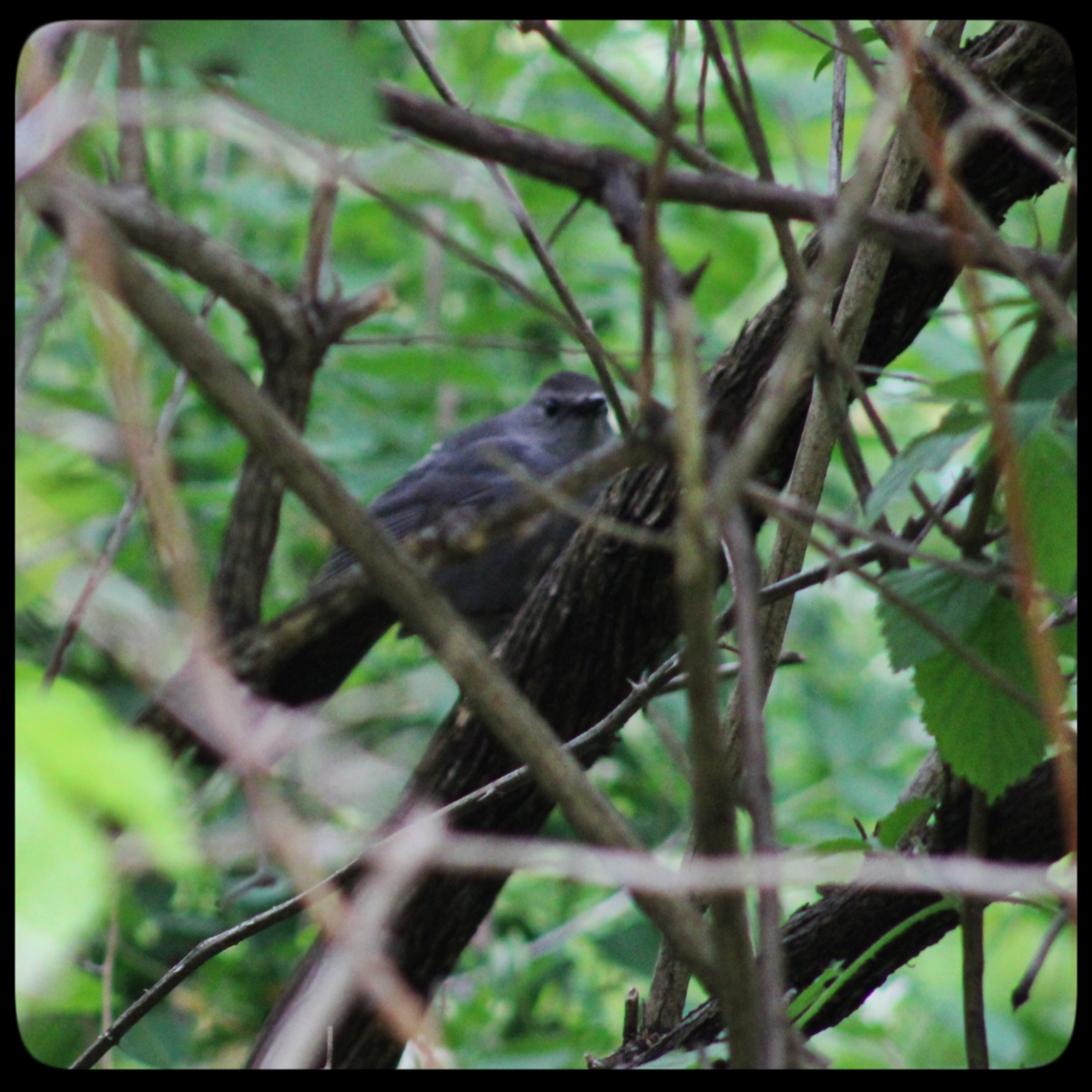 catbird