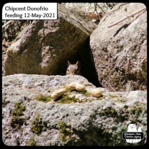 chipmunk on rocks with peanuts