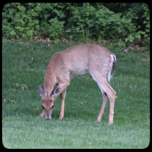 young deer