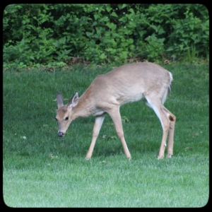 young deer
