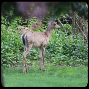 young deer