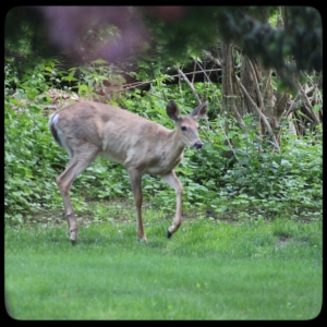 young deer