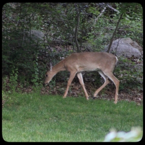 young deer