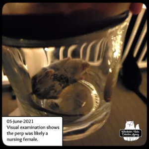 mouse in jar