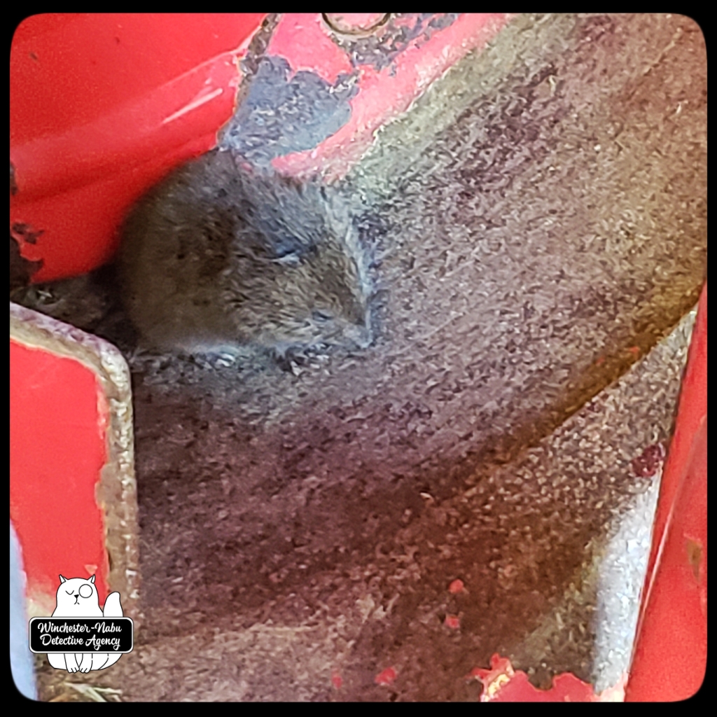 20210517 Gus vole 7