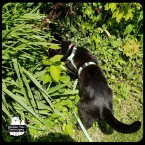 Gus in weeds looking for Paula Vole