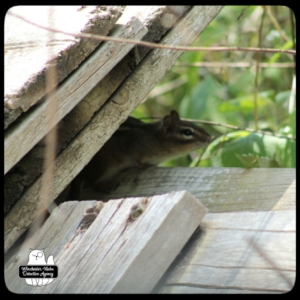 Chipcent Donofrio chipmunk