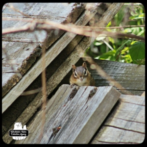 Chipcent Donofrio chipmunk