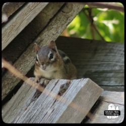 Chipcent Donofrio chipmunk