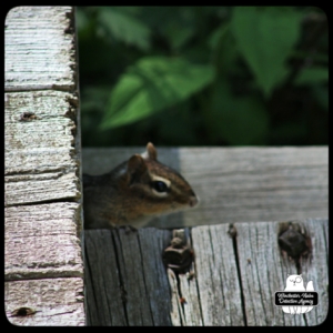 Chipcent Donofrio chipmunk