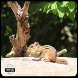 Chipcent Donofrio chipmunk on rocks with peanuts.