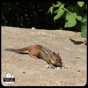 Chipcent Donofrio chipmunk