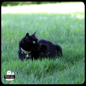 Gus in the grass