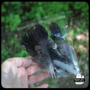 catbird feathers in bag
