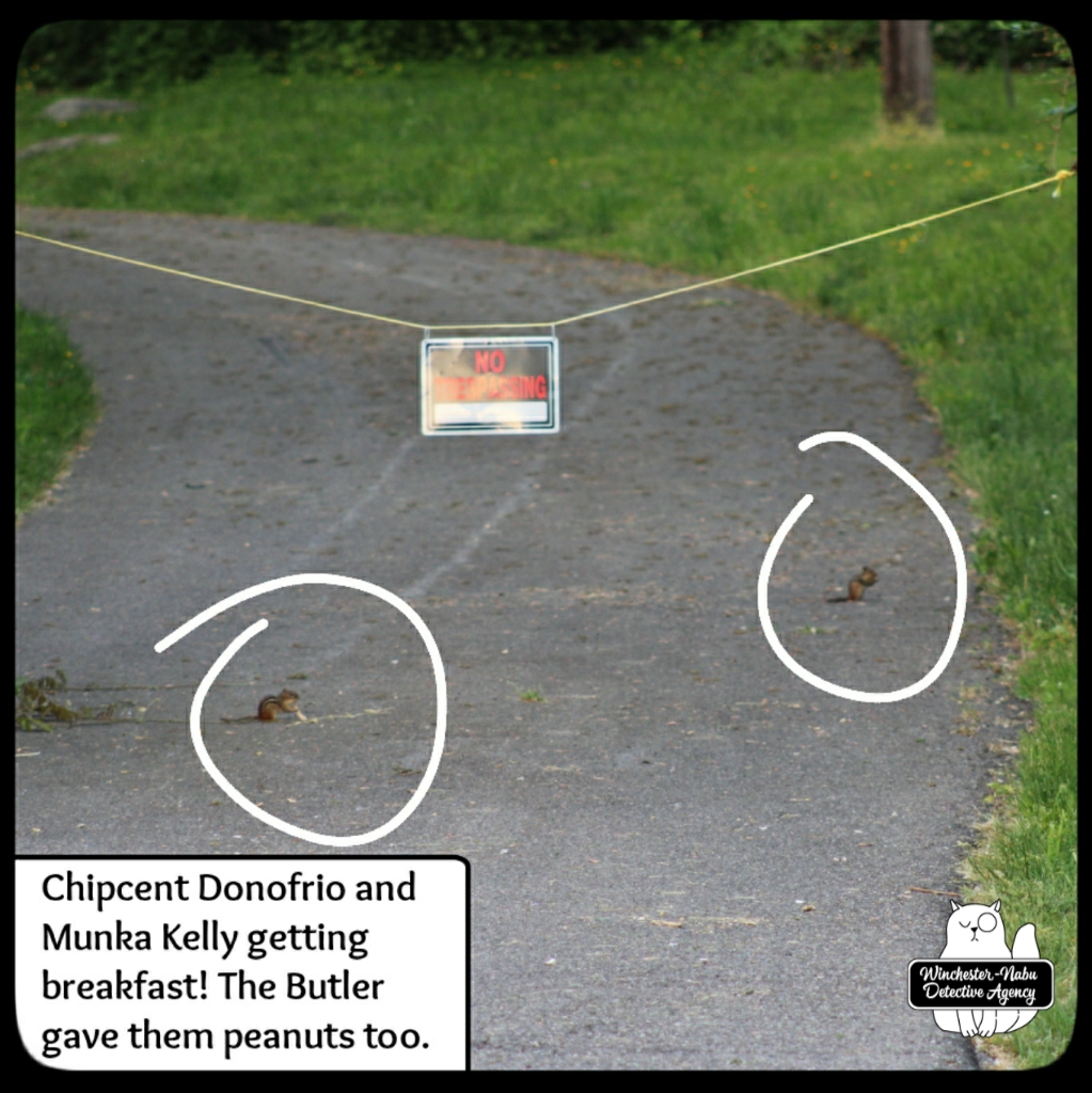 20210523 chipmunks