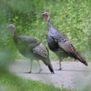 wild turkeys