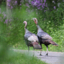 wild turkeys