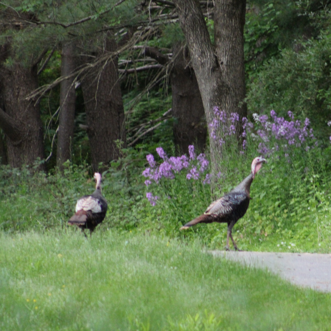 20210524 turkeys4 sm