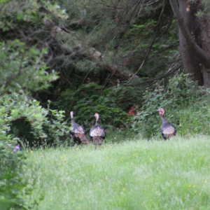 wild turkeys