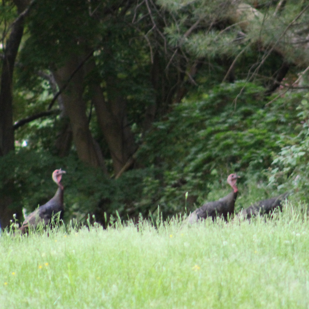 20210524 turkeys9 sm